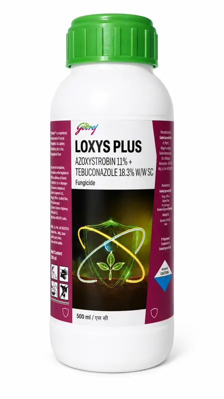 LOXY PLUS
