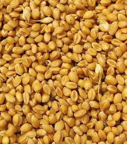 Sona motii