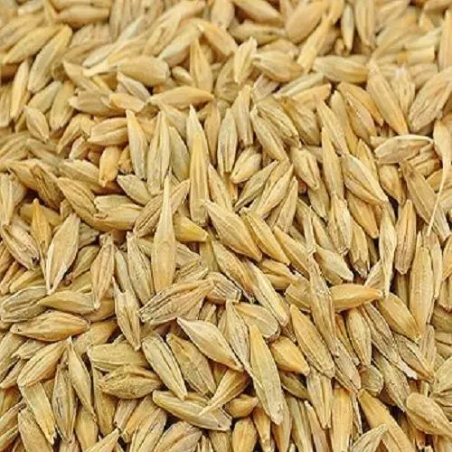 Jau Dhan (jo Dhan/barley Seeds)