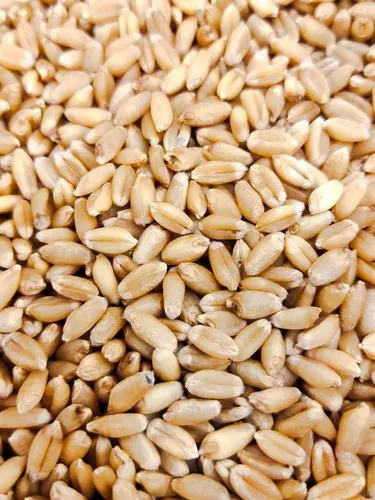WHEAT 306