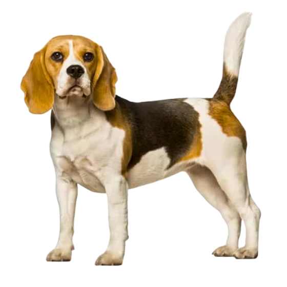 BEAGLE