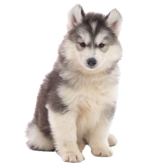 AMERICAN HUSKY