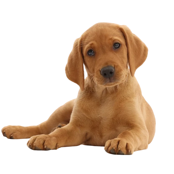 LABRADOR RETRIEVER