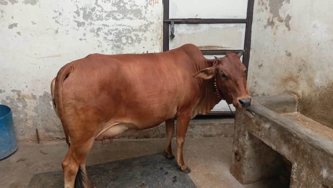 Sahiwal Cow Owner Krishan 9053915252