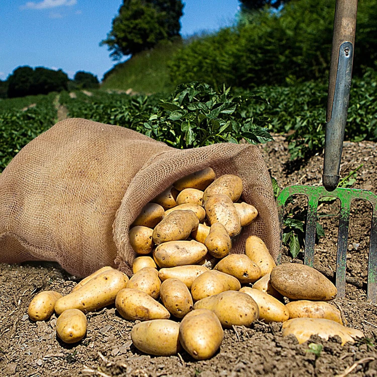 POTATO BAG 50 kg