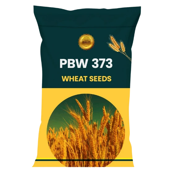 WHEAT SEEDS VARIETY-PBW-373