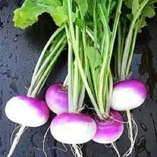 SALGAM-1 kg