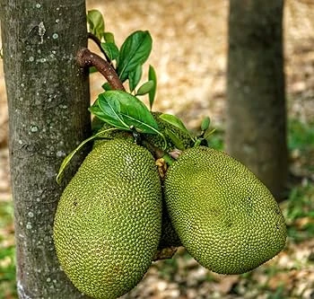 KATAHAL